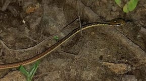 83 snakes and monitor lizards were rescued in 32 days in Kalagarh