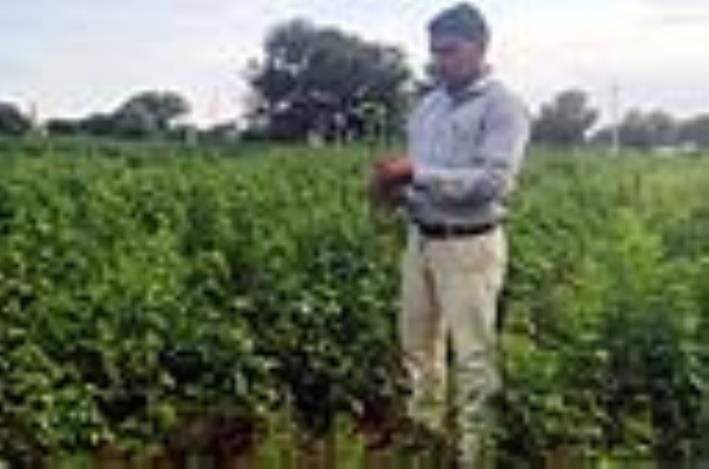 There is a risk of disease on Guar crop, Agriculture Officer inspected the fields