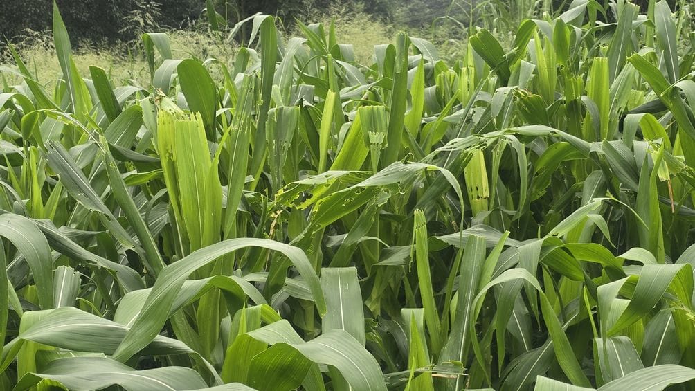 Caterpillar infestation on maize crop in Bangana, farmers worried