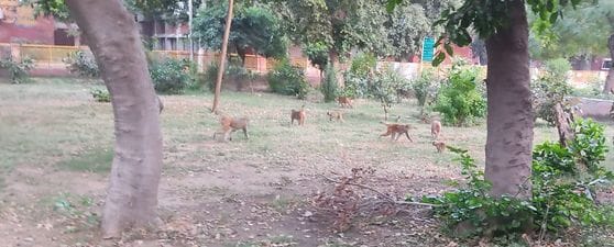 Civil hospital sent 38 reminders to NP in five years to catch monkeys