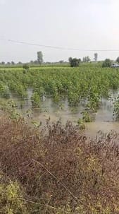 Rain washed away crops in bean-infested land