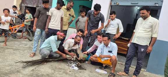 Peacock injured in bike collision, shopkeepers treated him