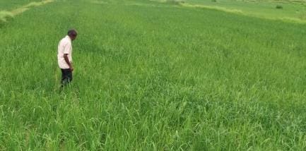 Kanpur Paddy area increased by 29% 65% urea consumed officers said farmers are applying fertilizer twice