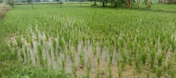 Worrying: food security is under threat due to increasing population and climate crisis