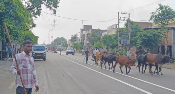 17 helpless cattle were caught and sent to Gaushala
