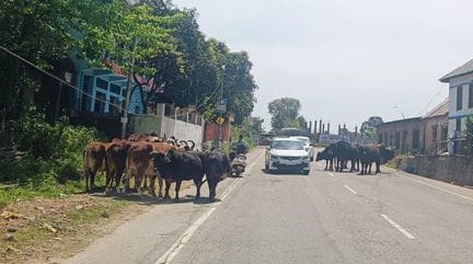 Cattle are dying on the roads after being hit by vehicles
