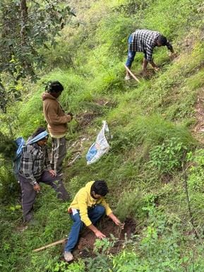 1100 deodar saplings planted on Himri to Nalaha road