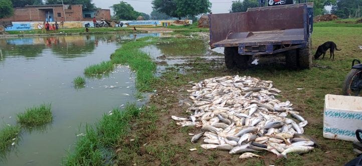 Dead fish in Kaliyan Kajampur pond, buried in a pit
