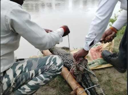 When the water level rose, a crocodile came out of the drain and onto the road