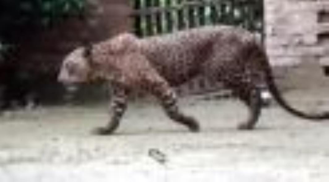 Leopard injured three people