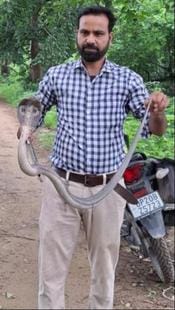 Cobra snake that entered the warehouse was caught