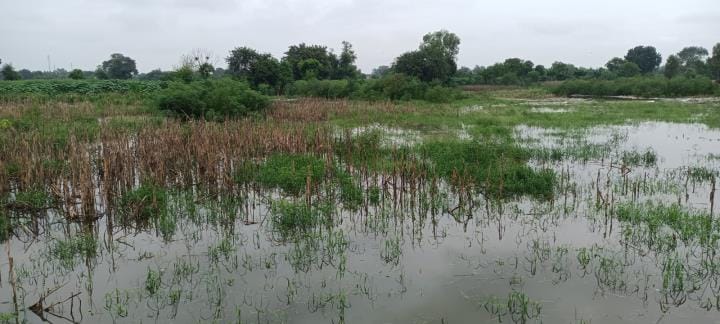 Drain cut in the fields, 200 bigha crops drowned, 25 farmers ruined
