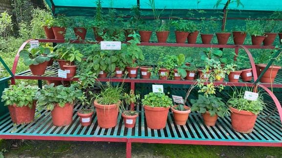 Medicinal farming is blooming due to conservation and research