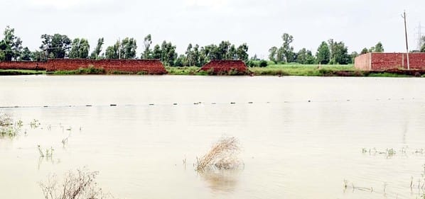 The crocodile could not be caught...forest workers gave up trying