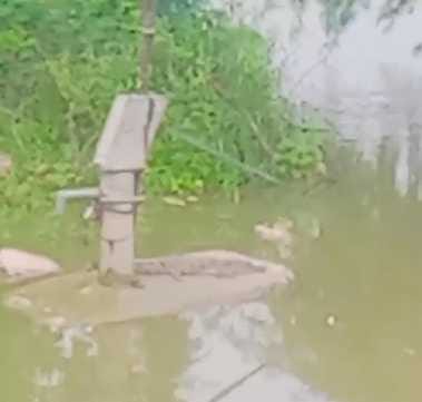 Crocodile reached near educational institutions