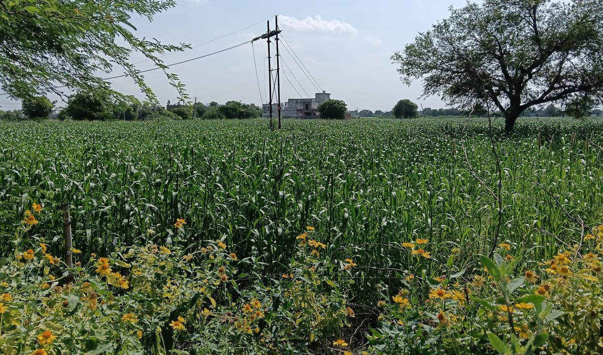 92 percent agriculture area fulfil with crops due to rain