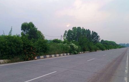 Grass has grown on both sides of Delhi National Highway Narwana Bypass