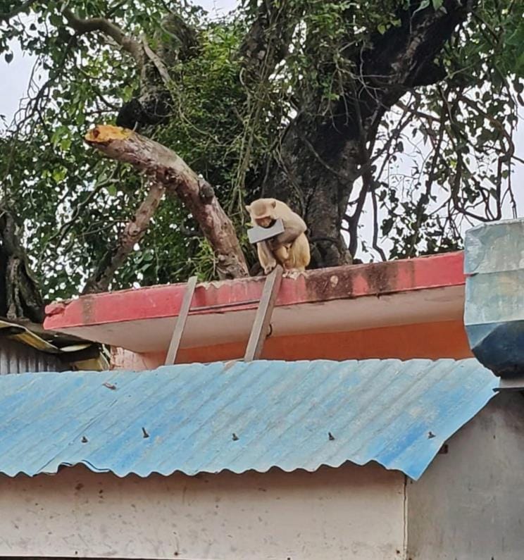 Monkey terror increases in Bichhiya market, people are worried