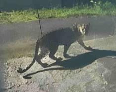 Leopard roaming on the road in Bedinagar, people are scared