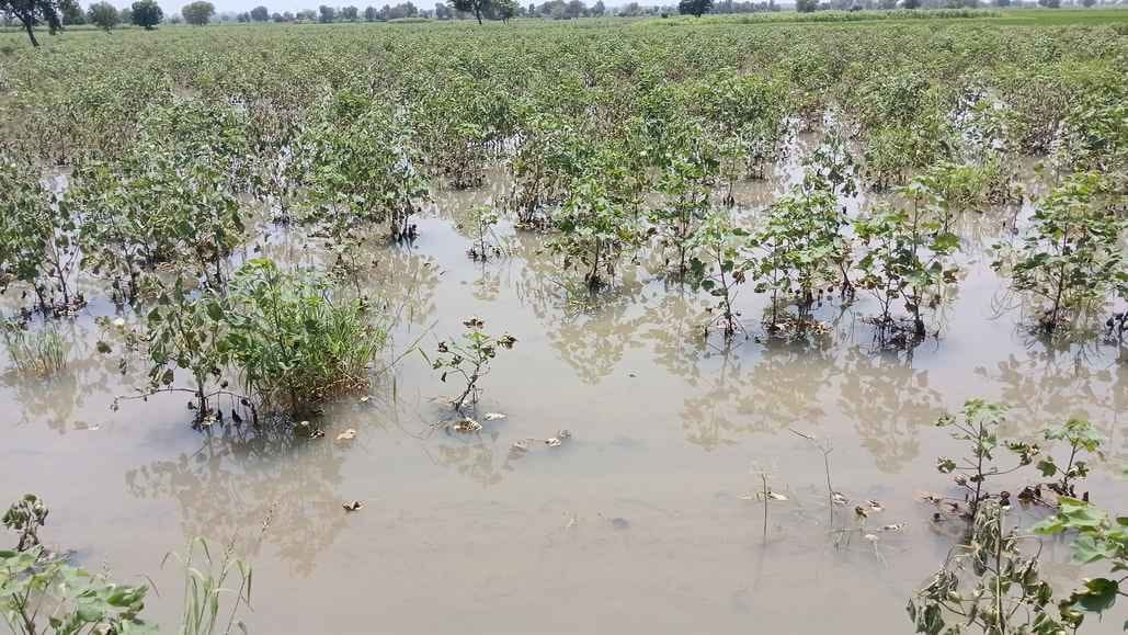 The hard work of farmers got wasted in the rain, there is no drainage even after five days