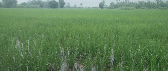45 mm of rain fell...chances are being created again
