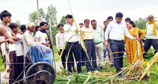 Told about diseases and pests in sugarcane