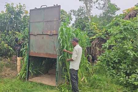 Now a leopard took away two goats from a house in Gauntia Chandanpur