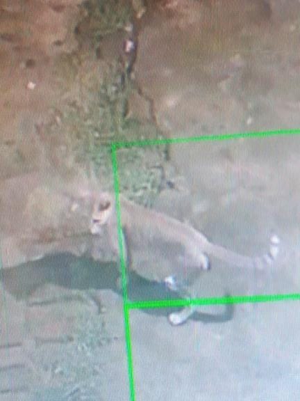 In Gorakhpur, Woke up hearing the sound of jumping on the tin shed, saw a leopard on camera