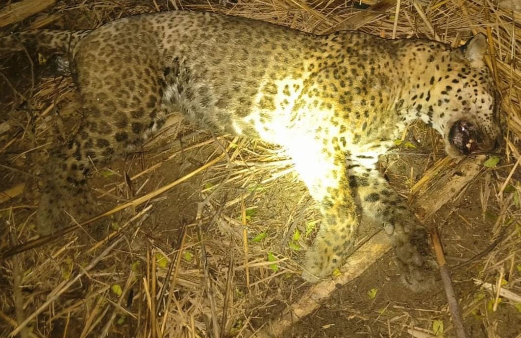 Leopard killed in buffalo attack