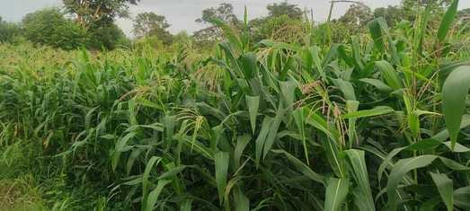 20 thousand farmers are doing natural farming in Hamirpur