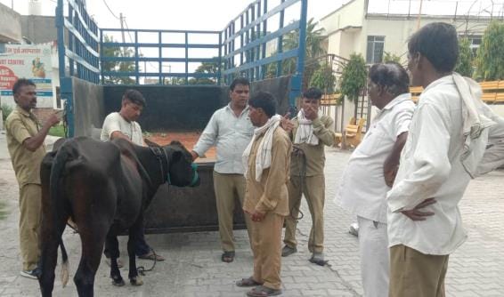 The corporation caught 13 stray animals from the main roads