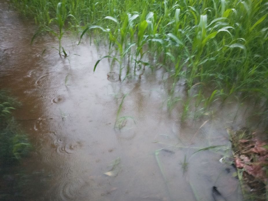 Rain destroyed maize crop in 375 hectares area