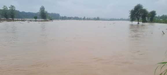 Tomato and cash crops destroyed due to waterlogging in Balh