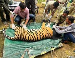Three year old tigress reached Van Vihar, rescued from Bandhavgarh
