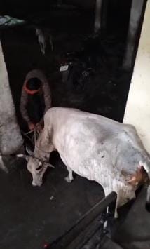 Cow climbed to the fourth floor, Municipal Corporation rescued it