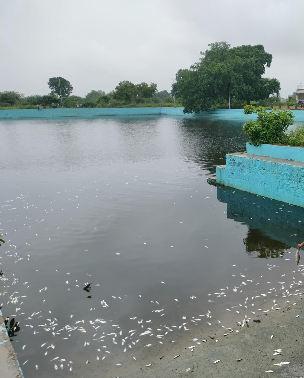 Poisonous medicine was poured into the pond water, thousands of fish died