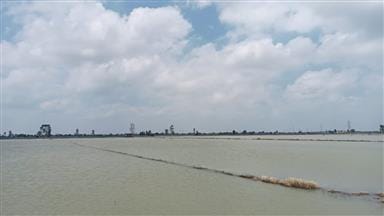 Half the crops destroyed...rain wreaks havoc on cotton and paddy