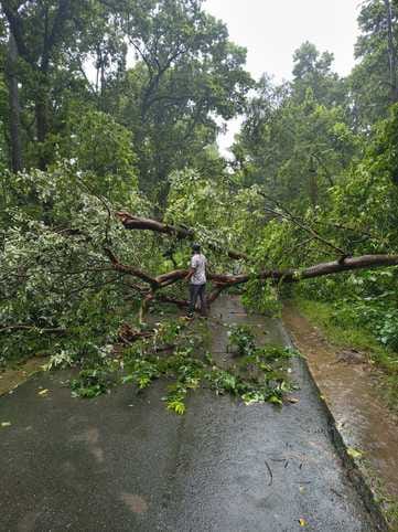 A tree fell in Haripur forest on Dhanaraghat road, traffic on many villages closed