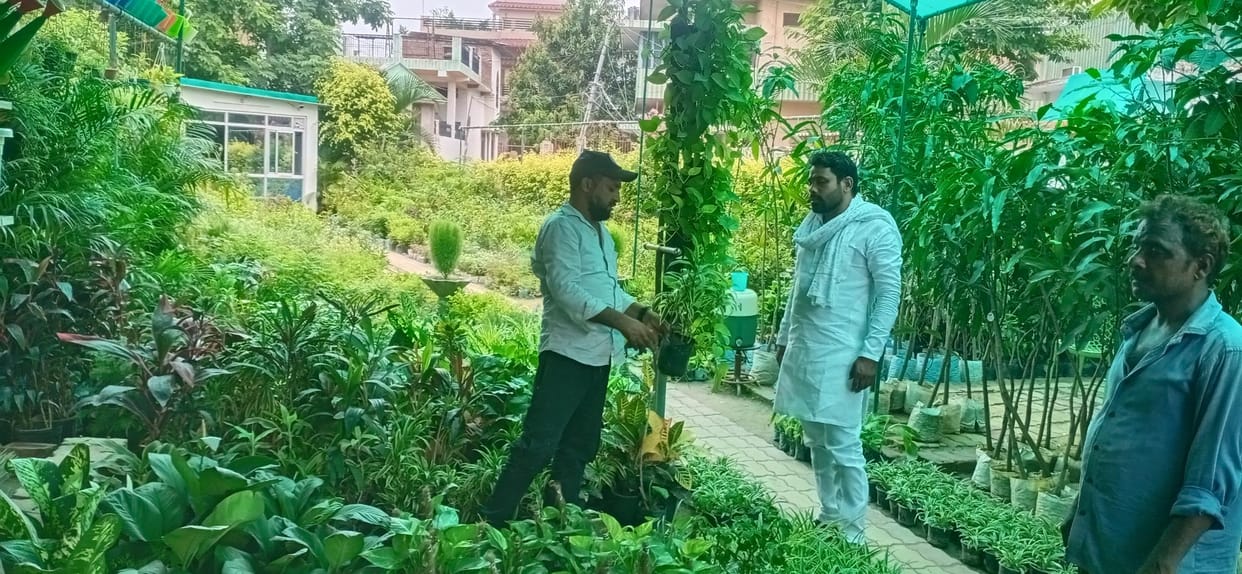 Nurseries have a spring of plants to decorate the garden and courtyard of the house with greenery