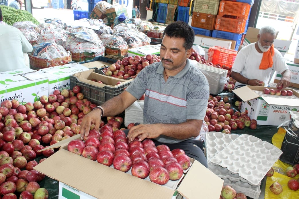 Due to road closure, gardeners stopped apple harvesting again