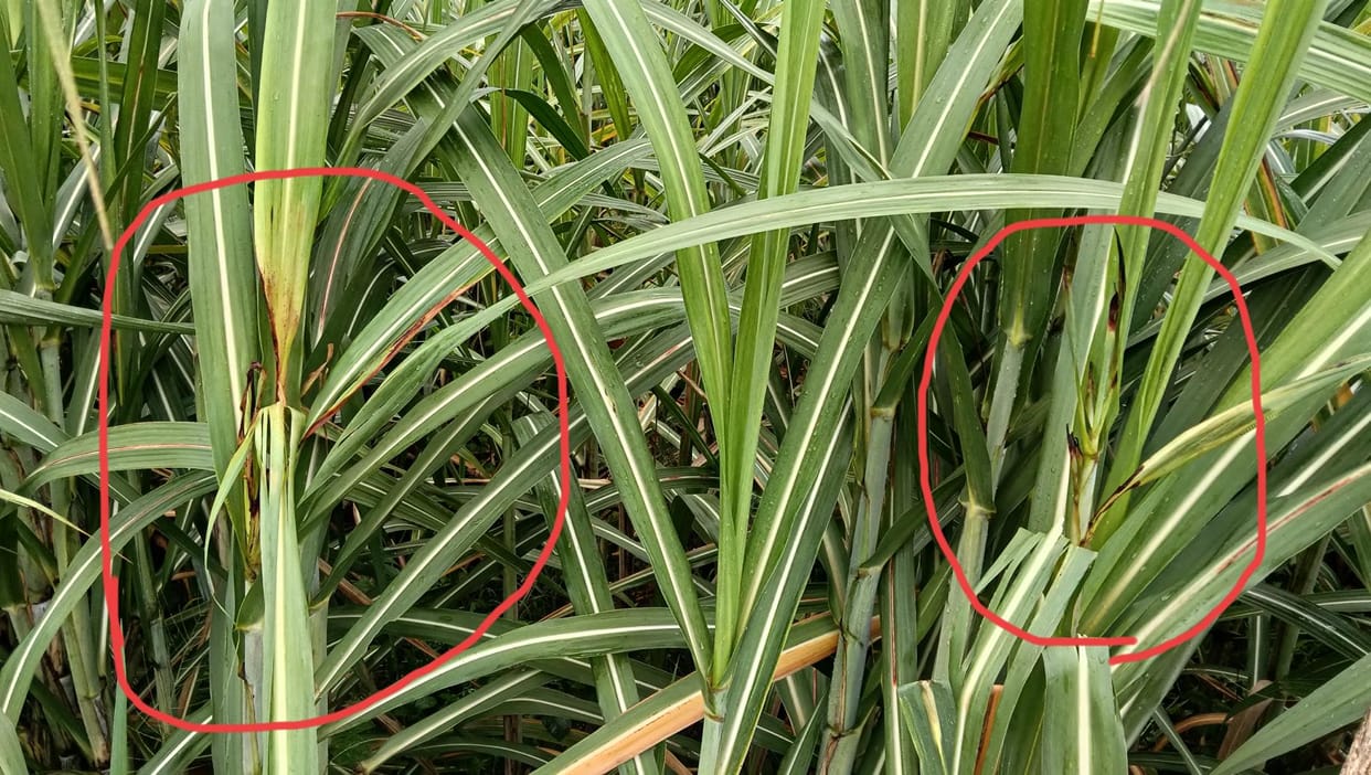 Top suit borer pest infestation on sugarcane, crop growth halted