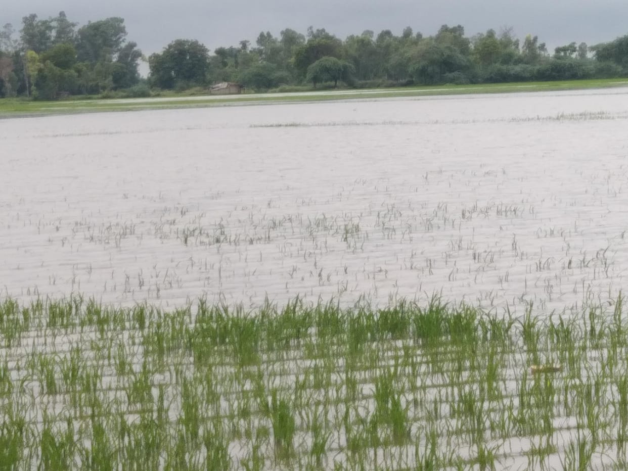 Paddy crop submerged due to lack of cleaning of drains
