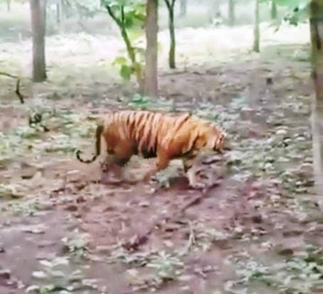 Tiger seen in Singrauli