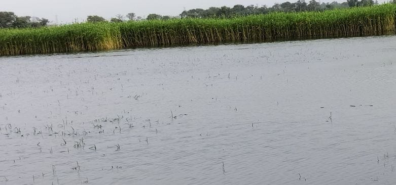 Gandharva and Pakasma drains overflowed, 100 acres of crops submerged