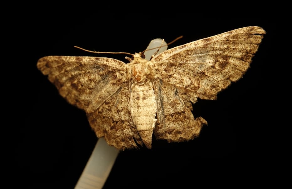 275 rare species of moth butterflies found in Dudhwa