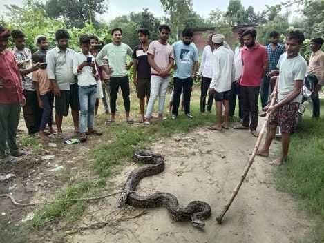 The farmer ran away after seeing the python under his feet