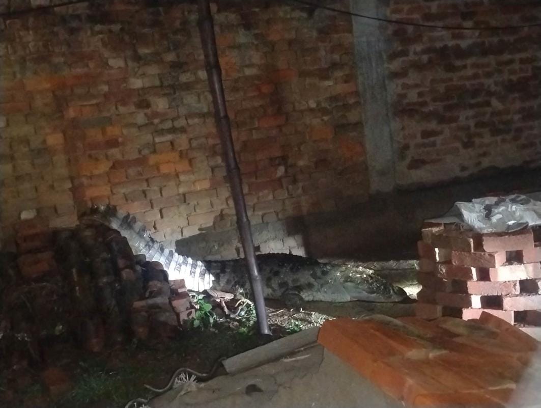 15 foot long crocodile entered the house, panic