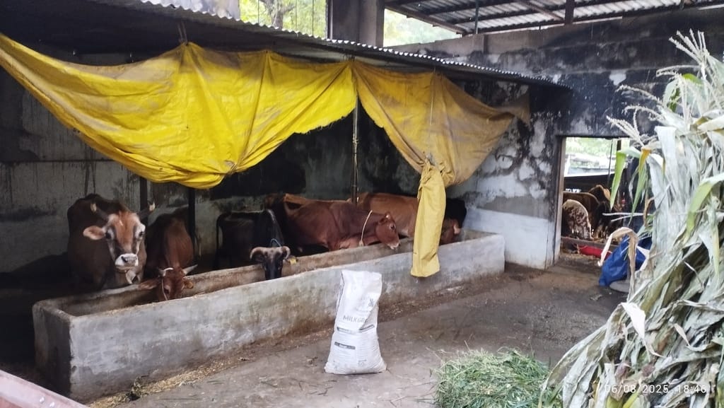 Arrangement of fodder in Gaushalas is being done through loans and donations, no grant has been received for two months