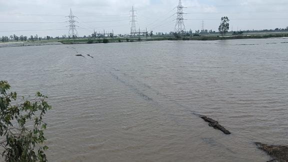 Flood like situation in 9 villages of Barwala area, fields filled with water since 20 days