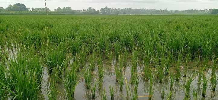Bhakiyu demanded compensation for the loss of paddy crop